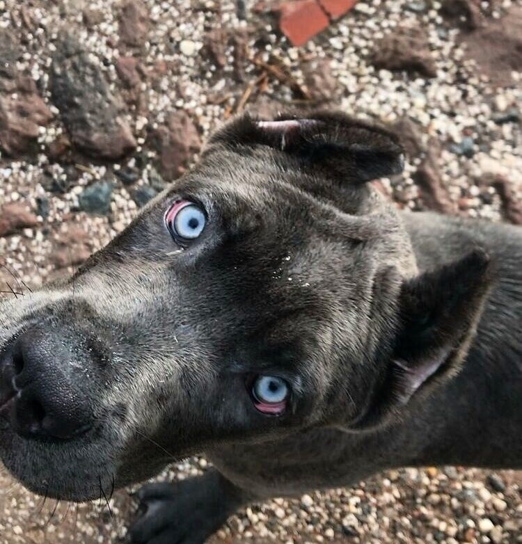 Big Blue Eyes on this pup