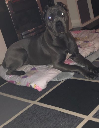 A young female Cane Corso pup just before leaving to her new family in Germany