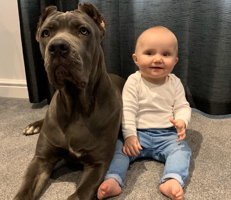 My Cane Corso called Rogue with the little one