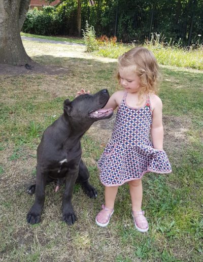 New Era Cane Corso Puppie with my daughter
